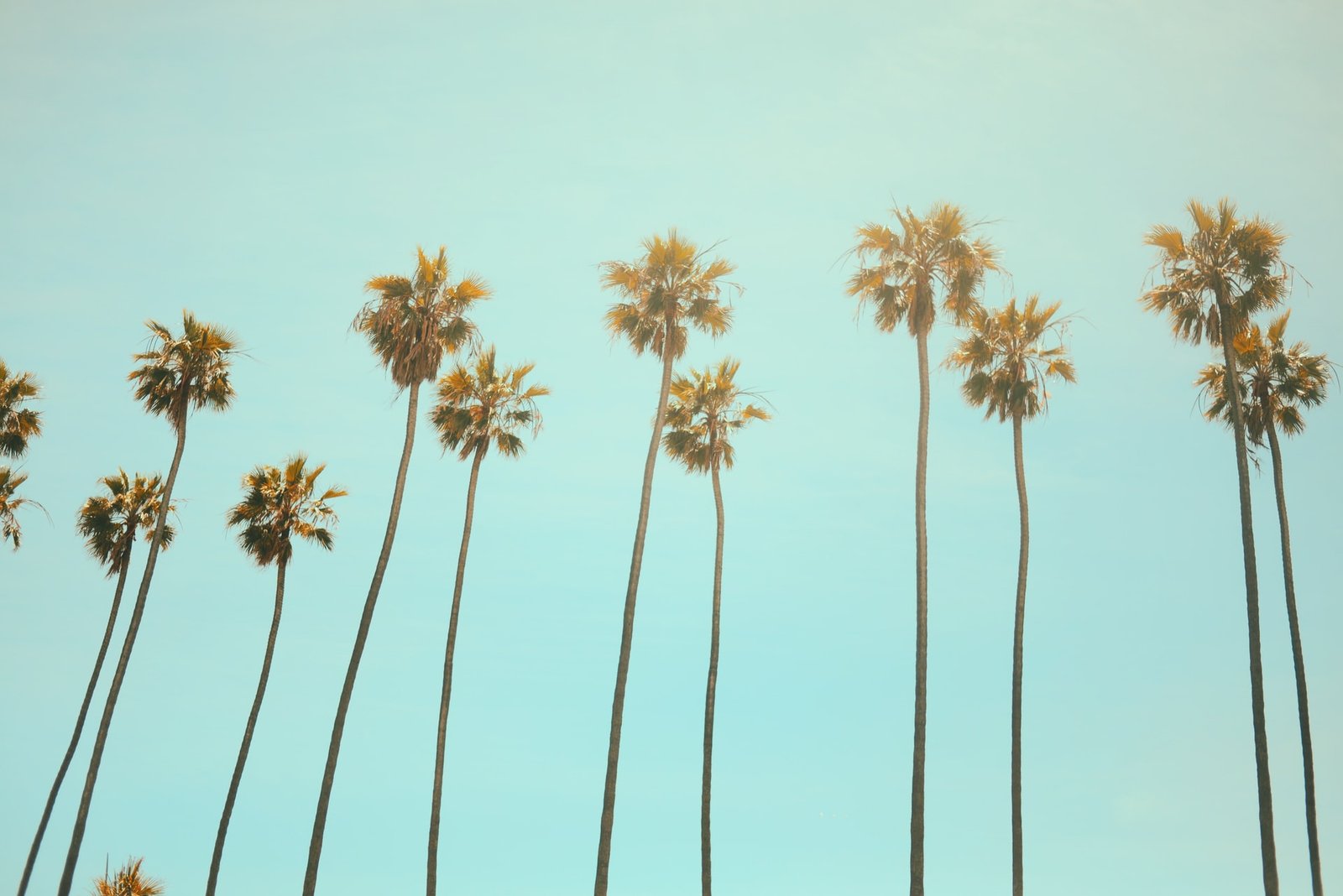 1632784448-Area-Code-323-CA-Generic-Palm-Trees